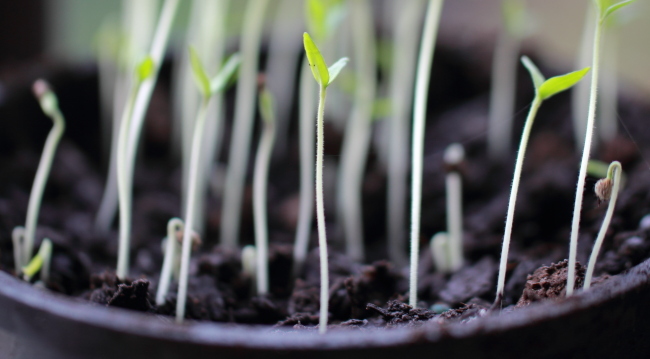 Leggy Tomato Seeding